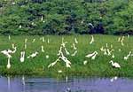 Bharatpur Bird Sanctuary