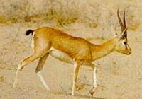 Sawai Madhopur (Ranthambore)